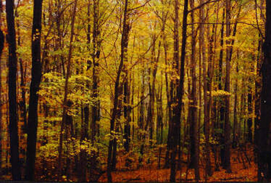 Some yellow woods, somewhere