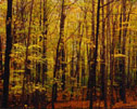 A yellow wood