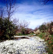 ARROYO DEL GESGARRO