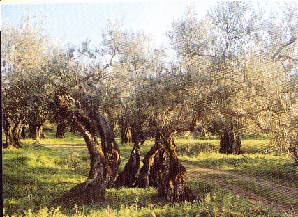 OLIVO MILENARIO
