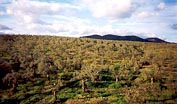 MONTE DE OLIVAR