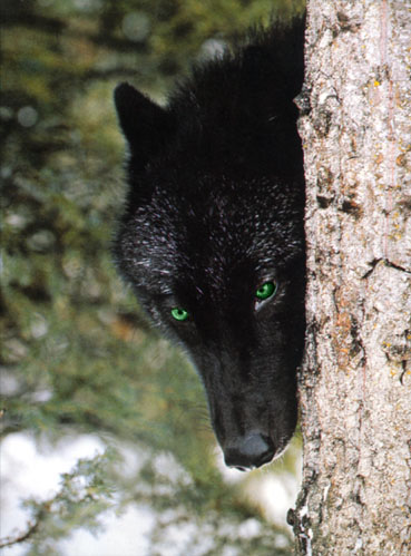 Wolf Alex