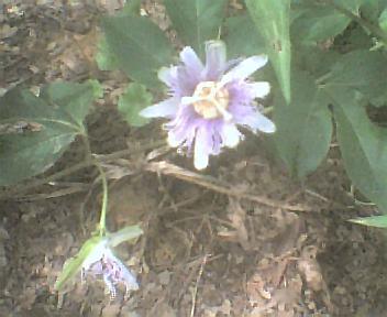 native plants
