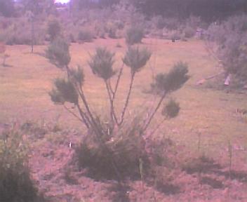 conifer inventory #2