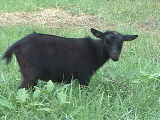 Moonlight Ridge Farm Curly Sue