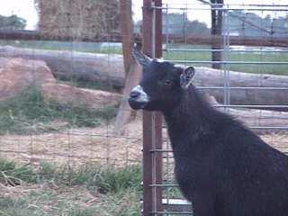 Long Acres Liza Jane