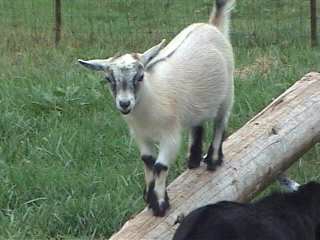 PeachState Pygmies Brittany