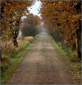 Tree Lined Road