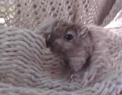 Peanut chewing on the tree swing