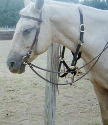 Poco the Palomino