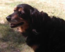 Our Dog