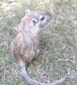 Peanut looking elegant - back view