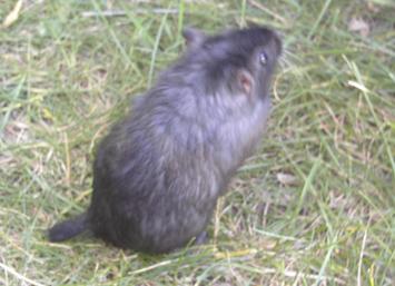 Speedy