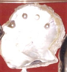 wholewsale shell oyster lombok Indonesia
