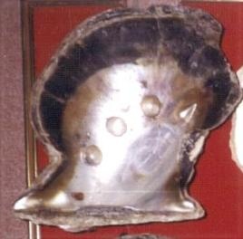 wholewsale shell oyster lombok Indonesia