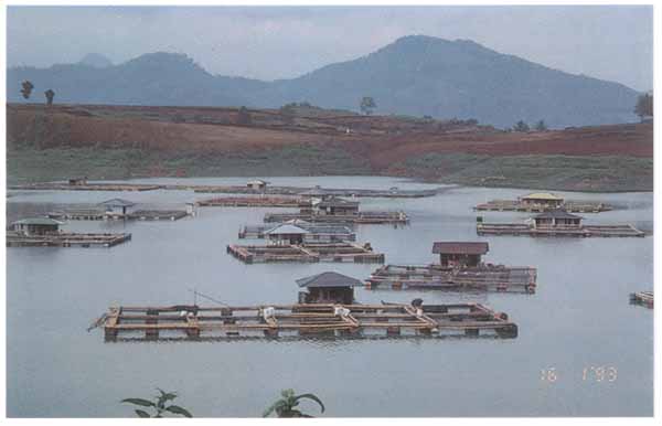 Lombok cultured pearls farm Indonesia