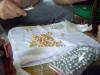 Lombok cultured golden pearls farm Indonesia