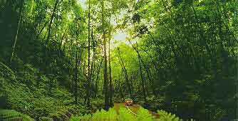Fern Gully
