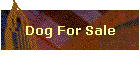 dogforsale