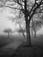 trees, Longshore