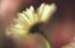 white flower