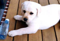 Bella - NZ Show Champion Jarlshof Royal Flush. See our Bitches page from the menu at left.