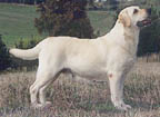 Bella - NZ Champion Jarlshof Royal Flush