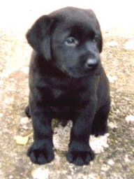 Bruno