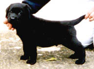 Moses - See our Dogs page from the menu above.