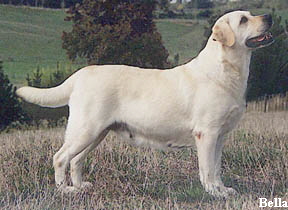 Bella - NZ Champion Jarlshof Royal Flush