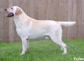 Taylor - see Taylor's page from the Dogs menu at left.