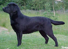 Xena - Carpenny Wizzena. Photo taken at 17 months.