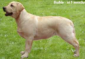 Barbie at 5 months