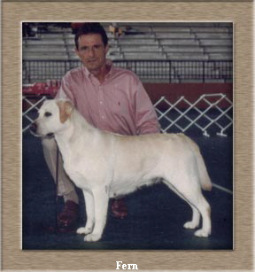 Am. Champion Pointed NZ.CH. Semadar Saffirafern