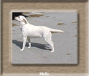 Arohanui Kawhai Kora - seeing eye dog in training.