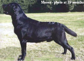 Moses - Carpenny Burning Bush (photo at 19 months)