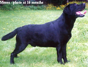 Moses - photo at 16 months