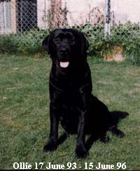 Ollie - our first Labrador Retriever. A cherished family member and sadly missed.
