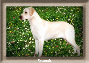Semadar Mademoiselle - a splendid lady on her way to stardom.