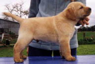 Boaz at 6 months - Boaz is Taylors little boy. To view Taylor's page, select Dogs from the menu bar.