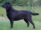 Xena - Carpenny Wizzena