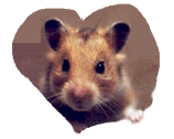 Hamster