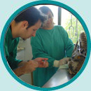 veterinary technician school