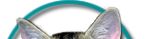 vet tech, veterinarian technician, veterinary technician training, veterinary technology school