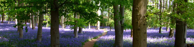 Bluebell wood, Coton Manor Garden, Coton, Northamptonshire