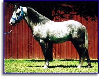 Pegasus Nyck Of Thyme