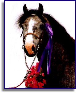 Pegasus Nyck Of Thyme