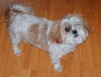 Small Dog