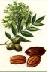 Picture of Pecan Tree and pecan