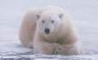 Picture of Polar Bear